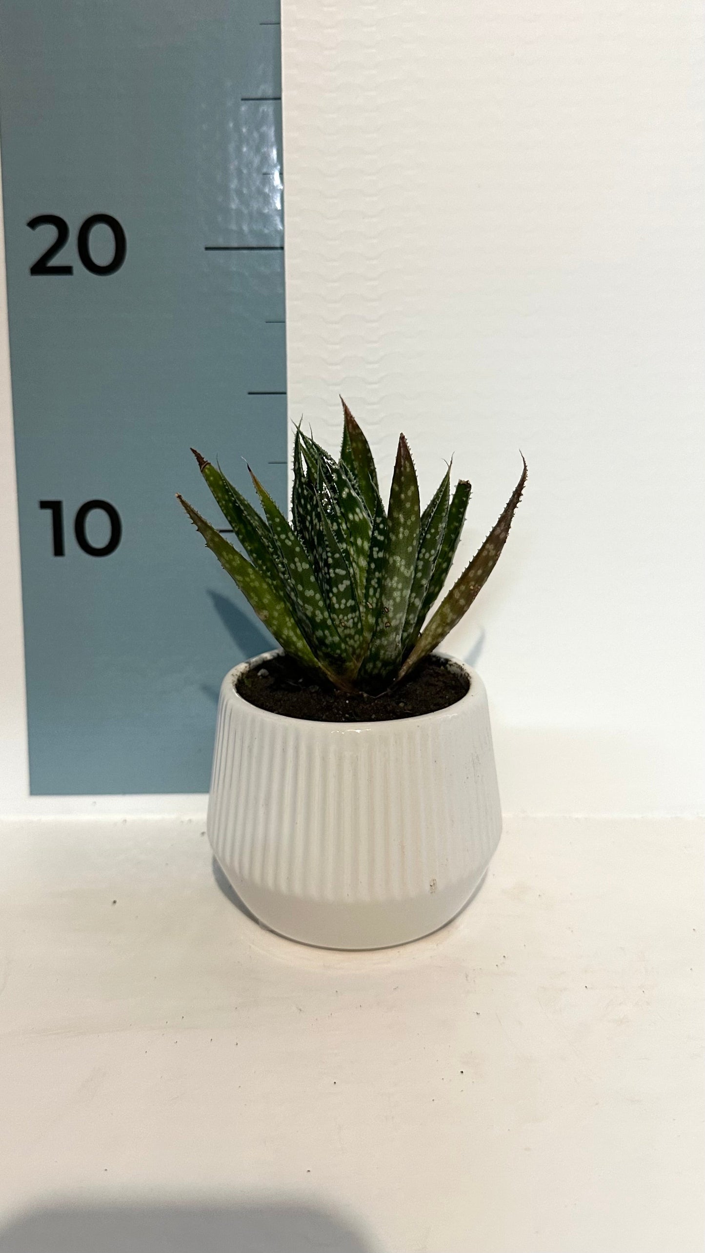 Mini Piantina grassa in vaso rosso cuore ceramica CERTIFICATA