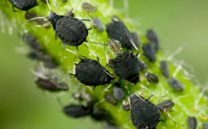 Olio di Neem - insetticida naturale biologico solubile in acqua - 5 litri