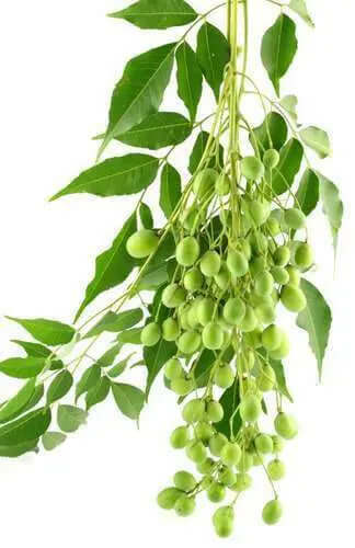 Olio di Neem - insetticida naturale biologico solubile in acqua - 5 litri