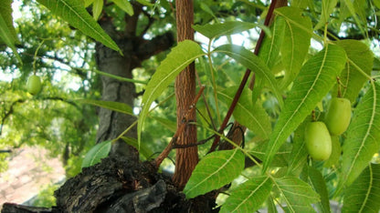 Olio di Neem - insetticida naturale biologico solubile in acqua - 5 litri