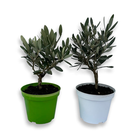 Set Piantine bomboniere v12cm simil Bonsai di Ulivo cipressino CERTIFICATE