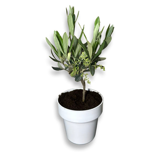 Set Piantine Ulivo bomboniere v10cm colorato simil Bonsai cipressino CERTIFICATE